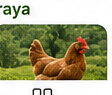 Serbest Gezi Alanı