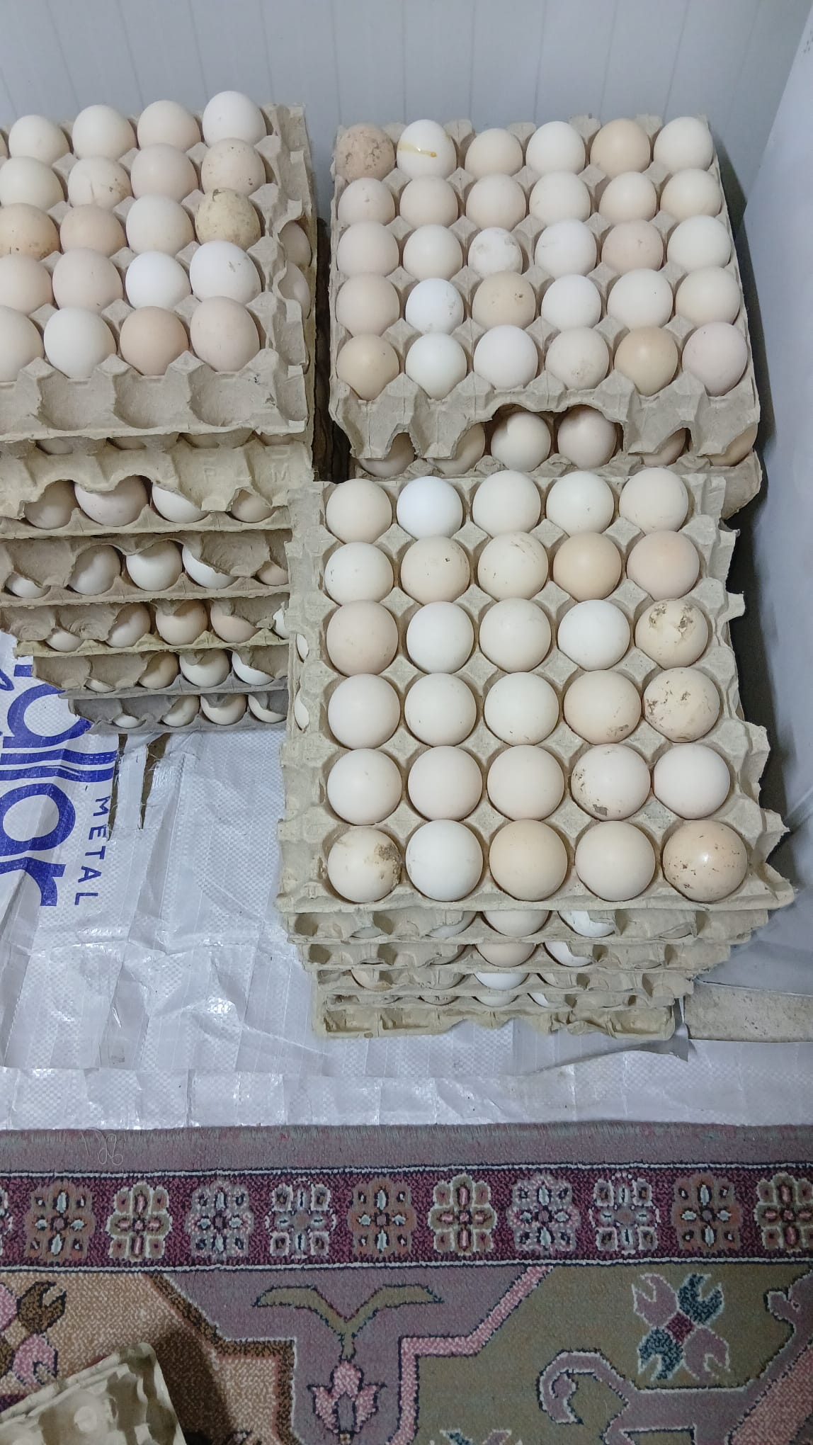 Gezen Tavuk Yumurtası