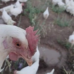 Gezen Tavuk Yumurtası