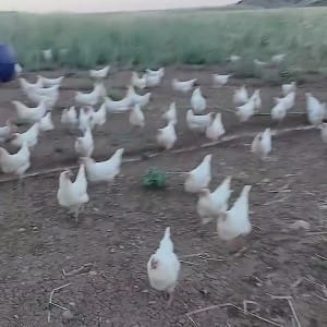 Gezen Tavuk Yumurtası