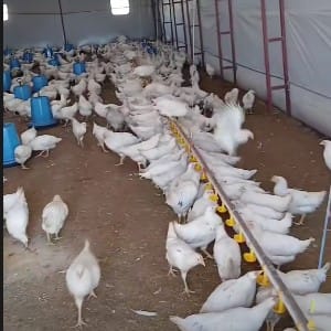 Gezen Tavuk Yumurtası